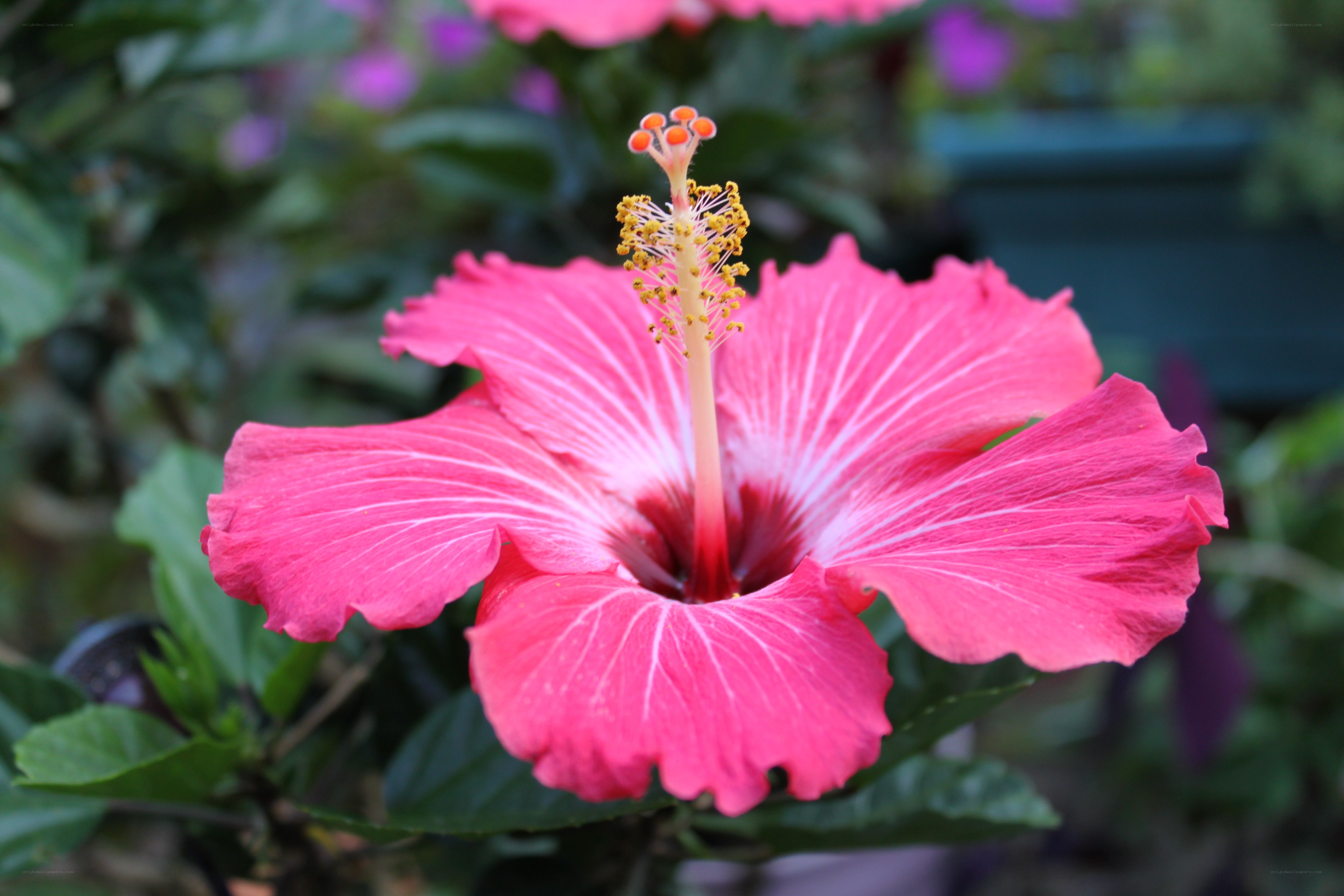 vibrant pink hibiscus flower