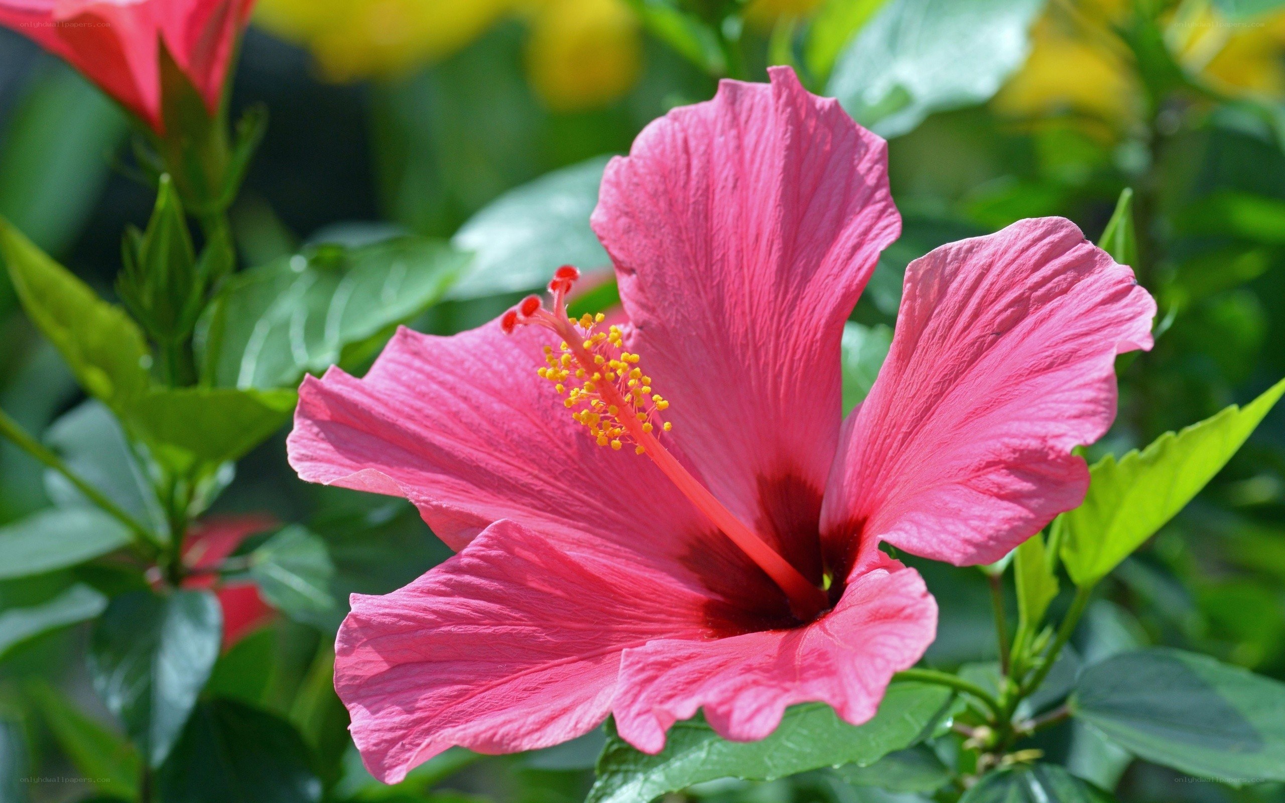 vibrant pink hibiscus flower