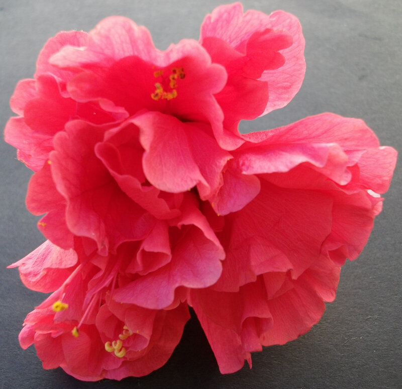 vibrant pink hibiscus flower
