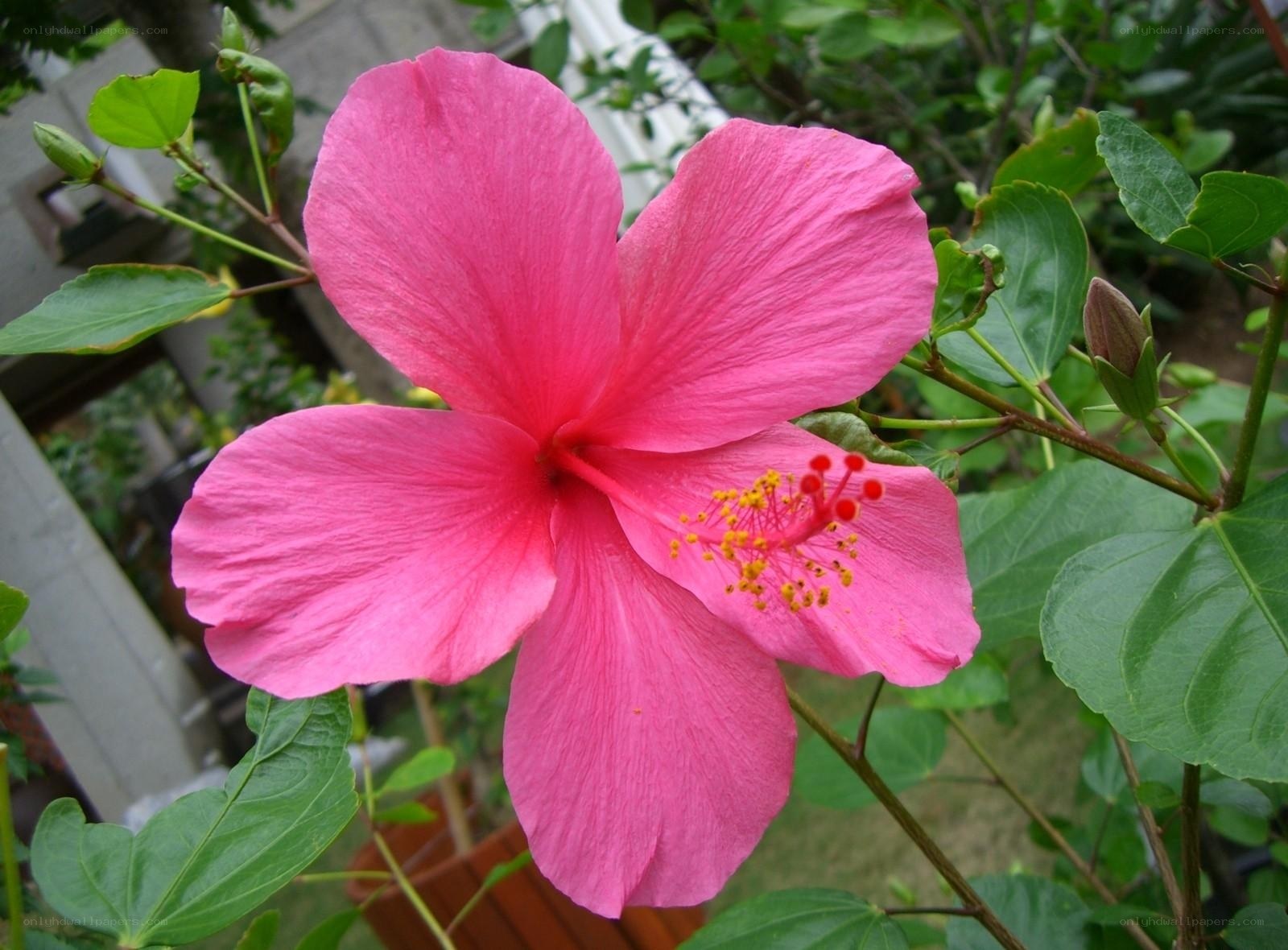 vibrant pink hibiscus flower