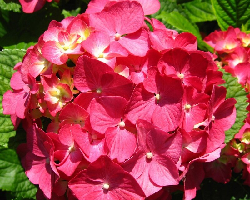 vibrant pink hydrangea bloom