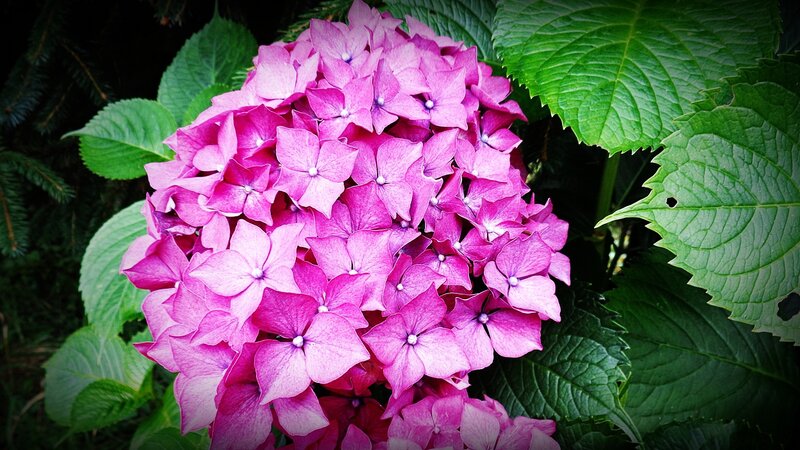 vibrant pink hydrangea flower
