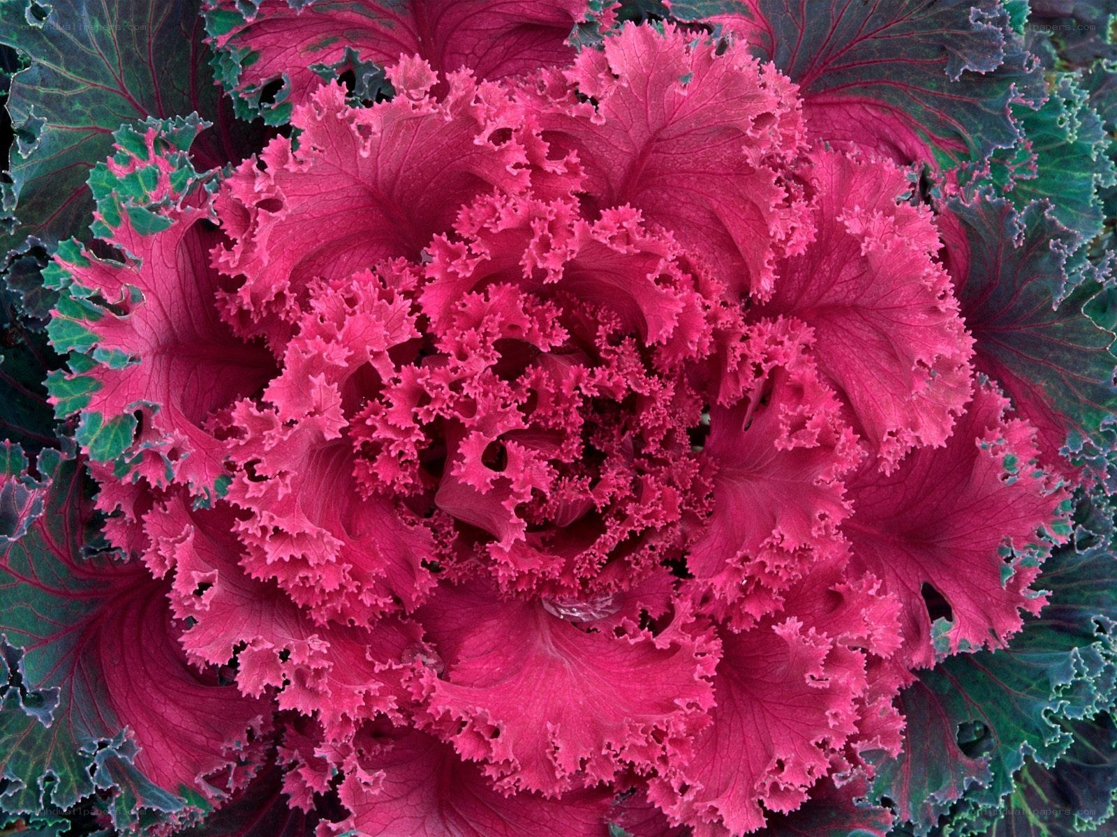 vibrant pink kale plant