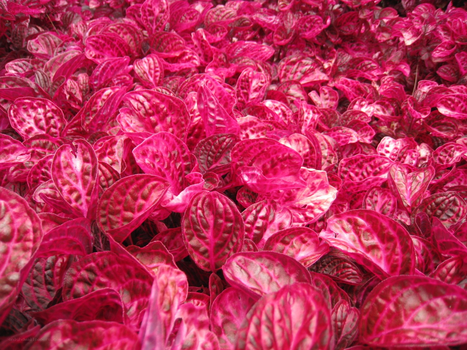 vibrant pink leafy plant