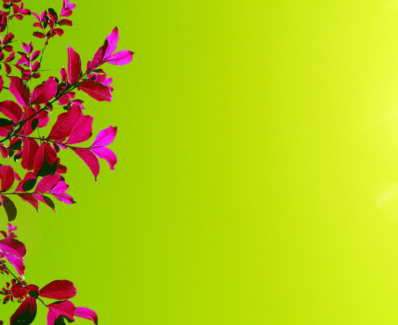 vibrant pink leaves on green background