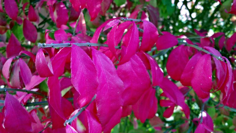 Vibrant Pink Leaves