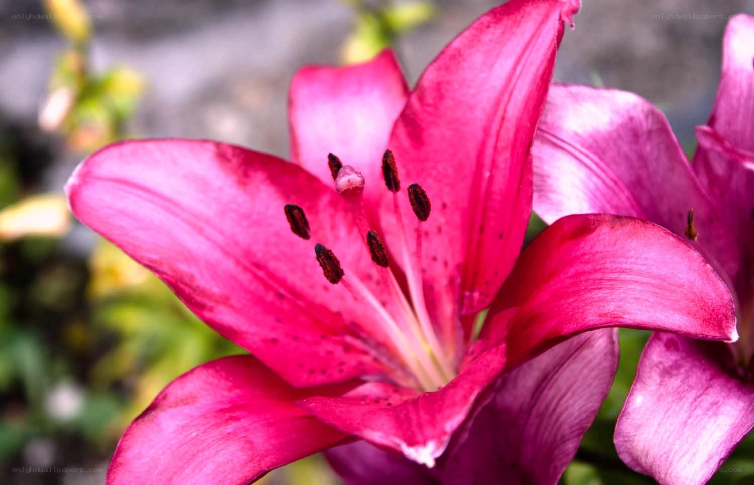 vibrant pink lily flower