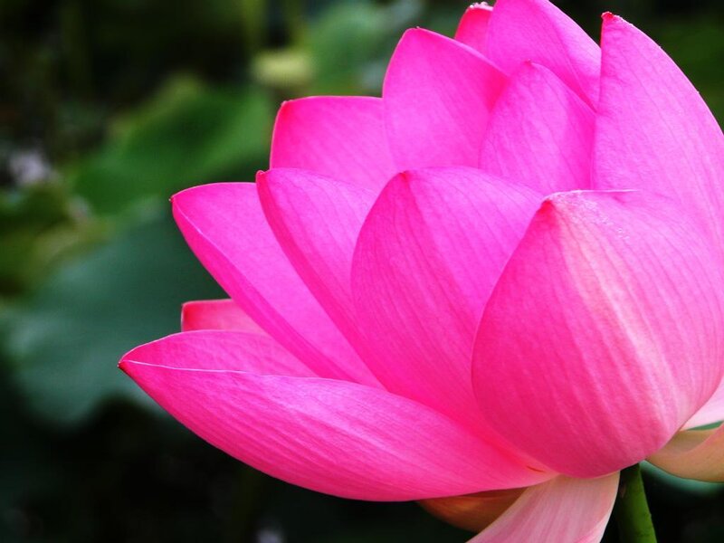 vibrant pink lotus flower