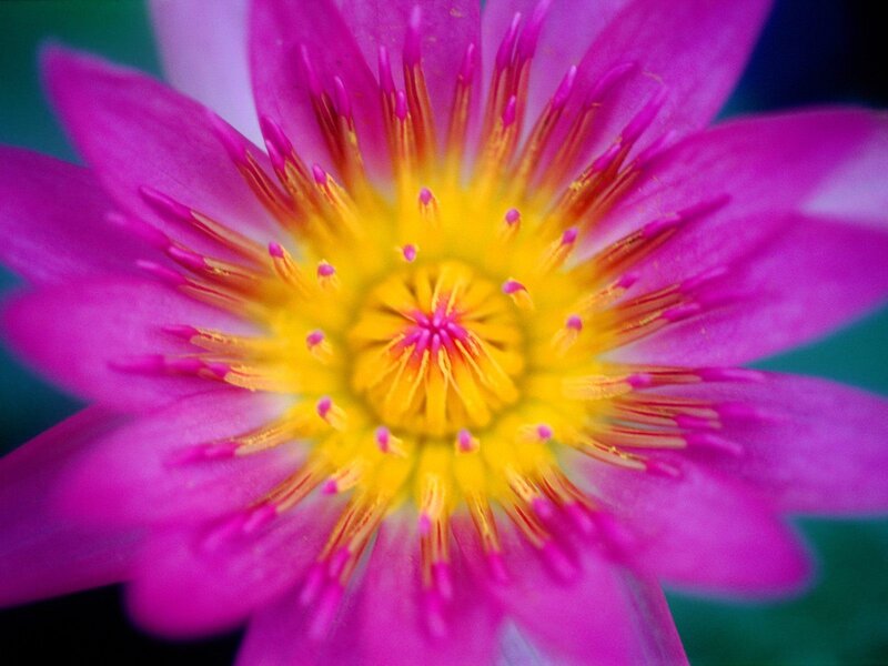 vibrant pink lotus flower