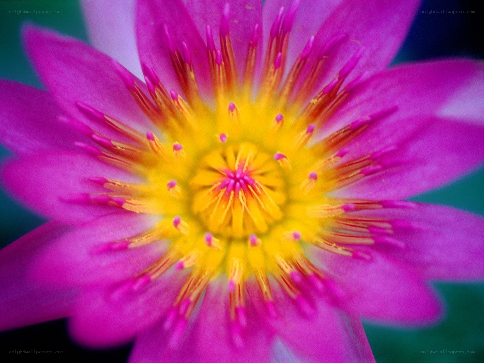 vibrant pink lotus flower