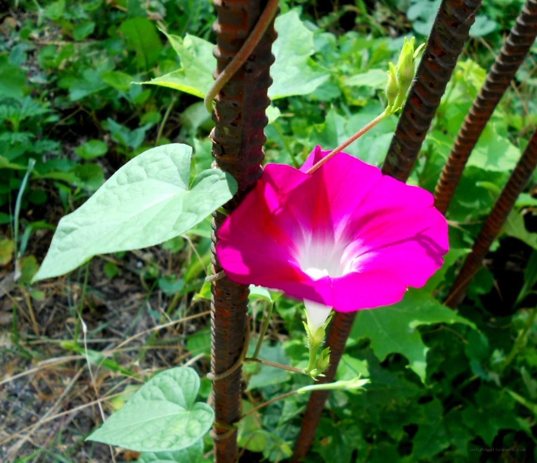 vibrant pink morning glory flower