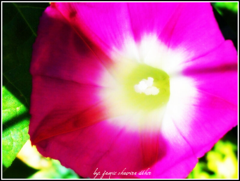 vibrant pink morning glory