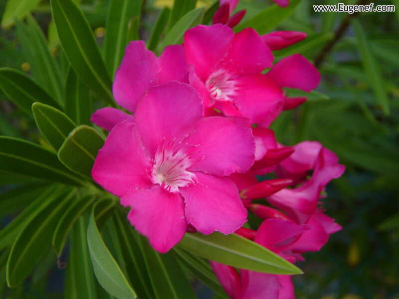 vibrant pink oleander flowers
