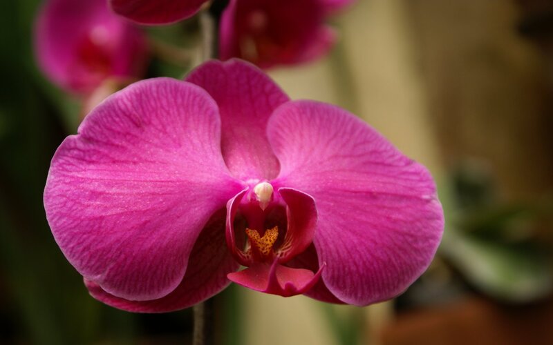 vibrant pink orchid bloom