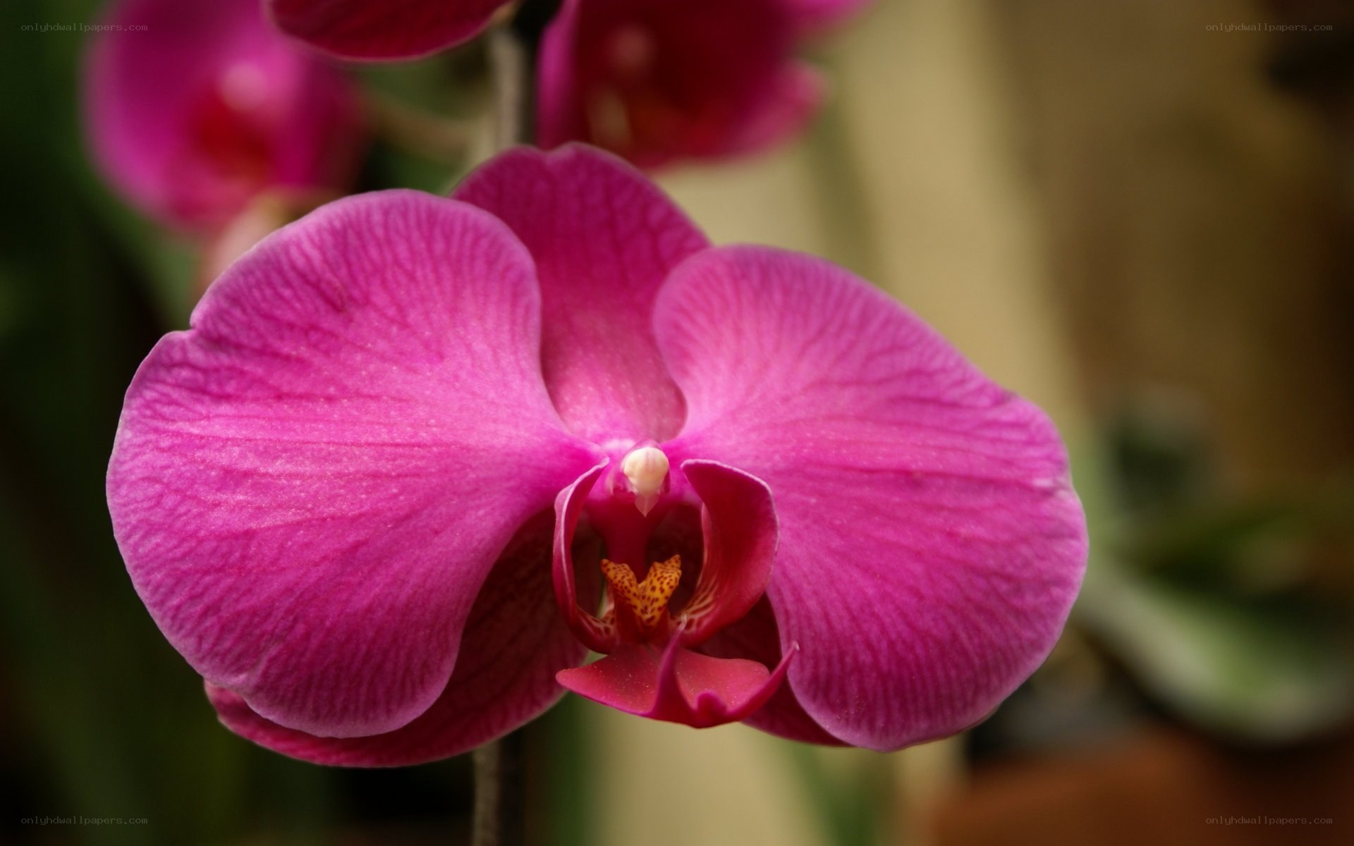 vibrant pink orchid bloom