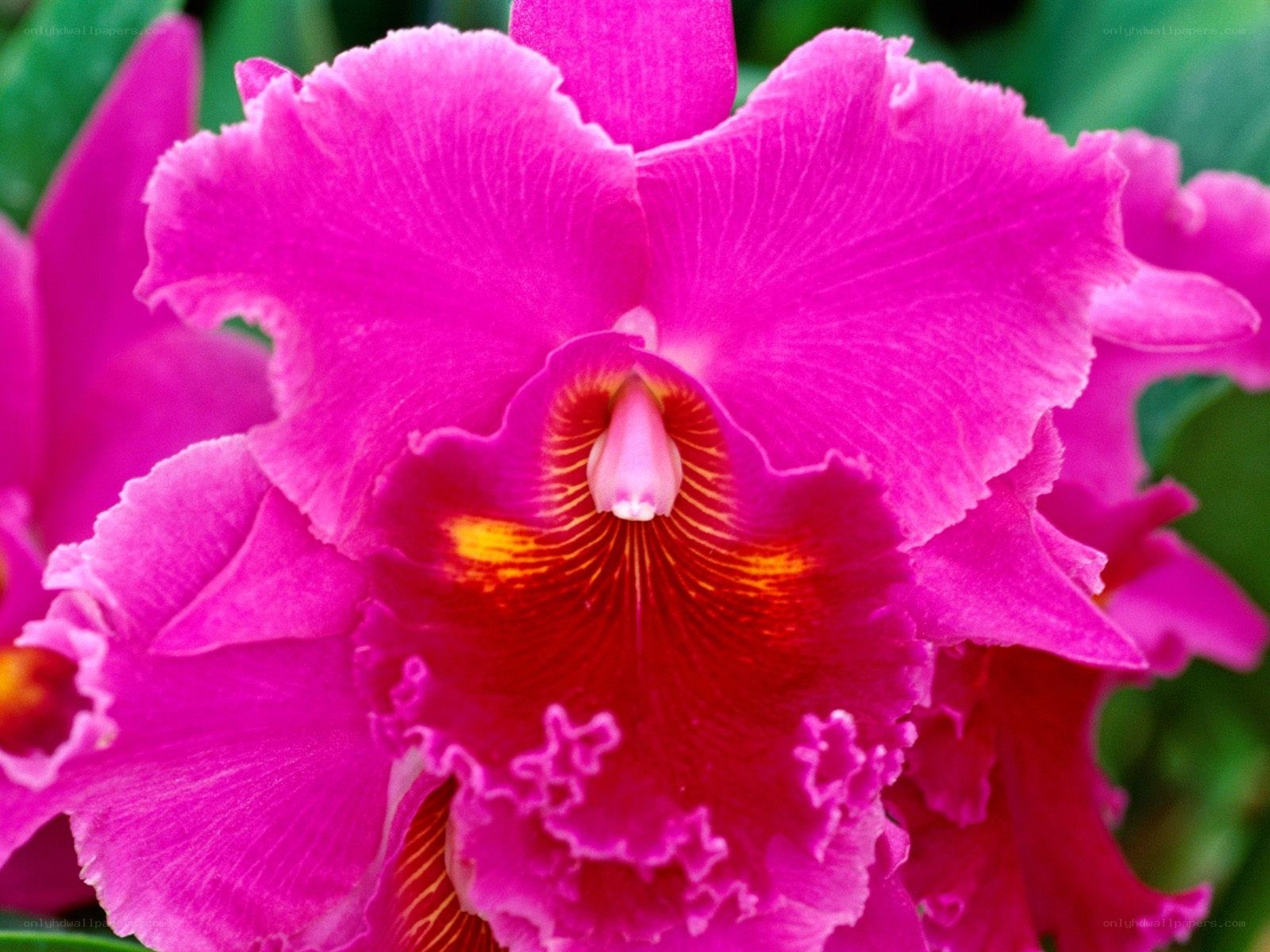 vibrant pink orchid bloom