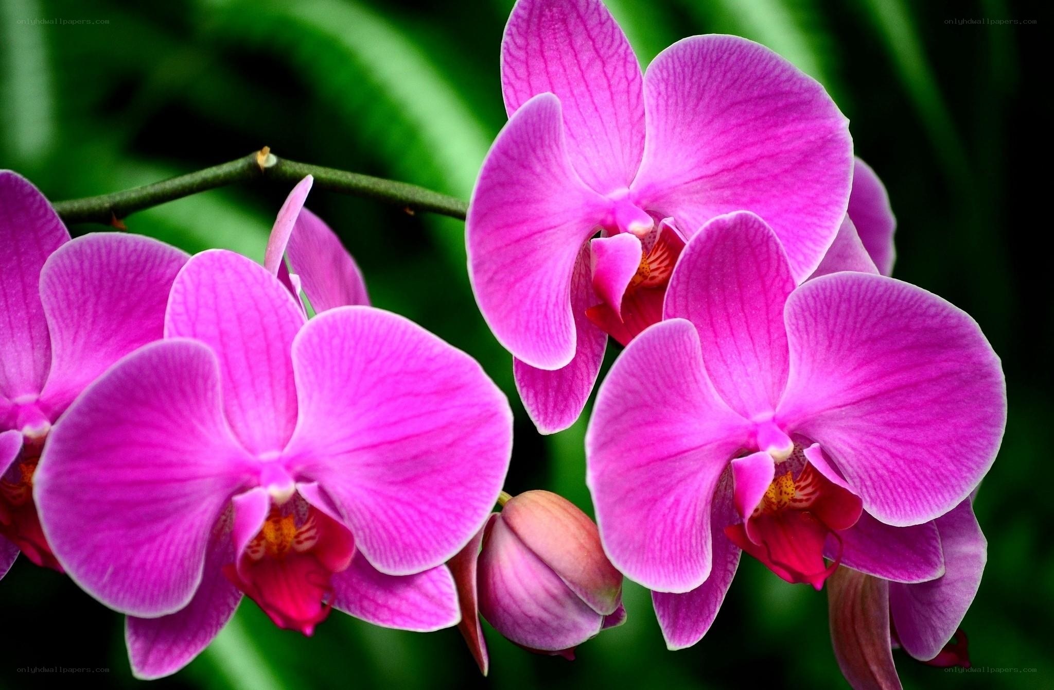 Vibrant pink orchid blooms