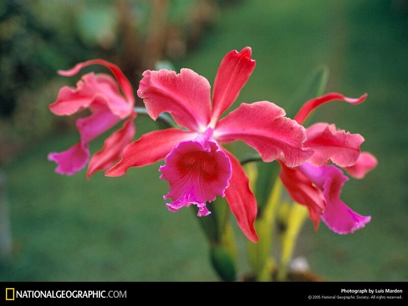 vibrant pink orchid blooms