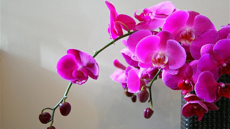 Vibrant pink orchid blooms