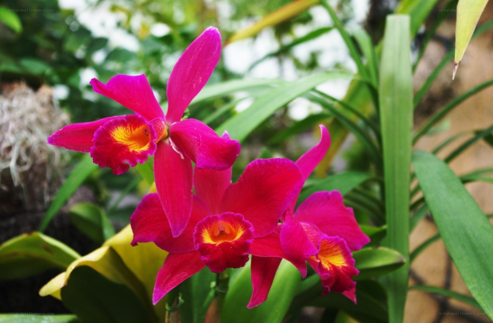 vibrant pink orchid blooms