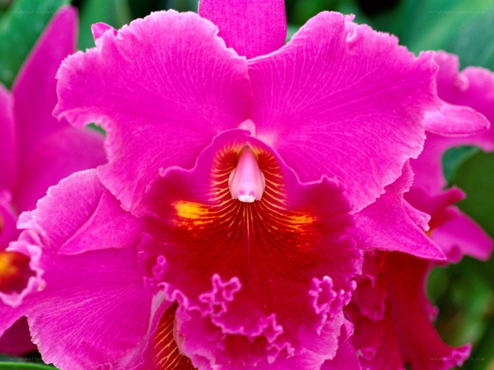 vibrant pink orchid flower