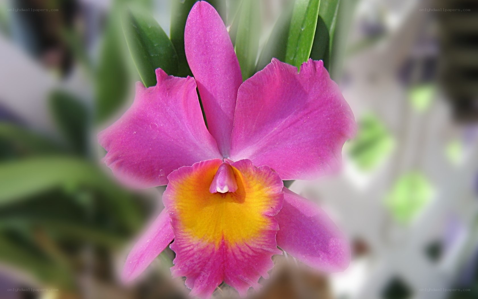 vibrant pink orchid flower