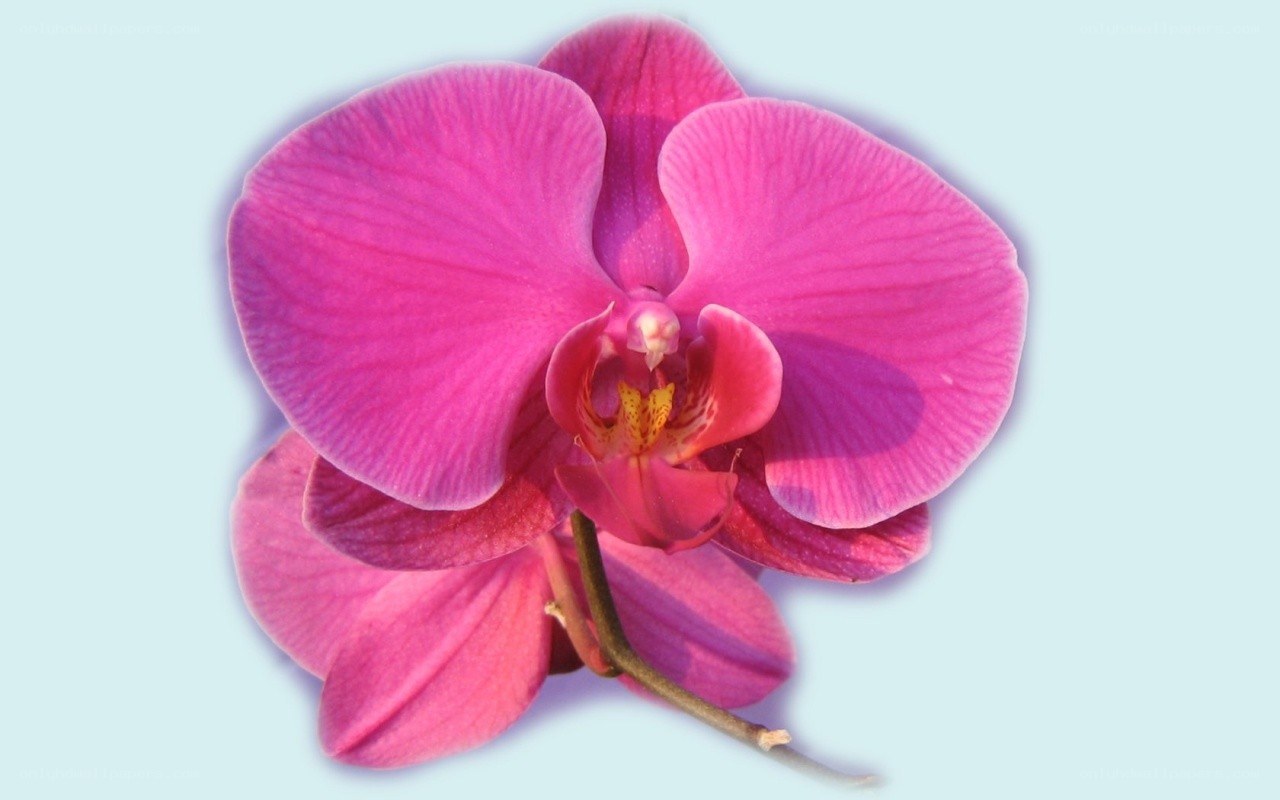 vibrant pink orchid flower