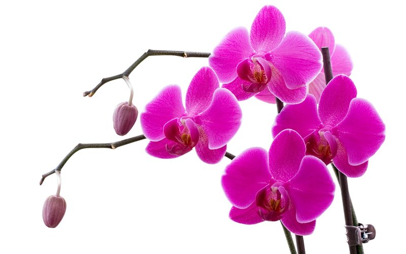 vibrant pink orchid flowers