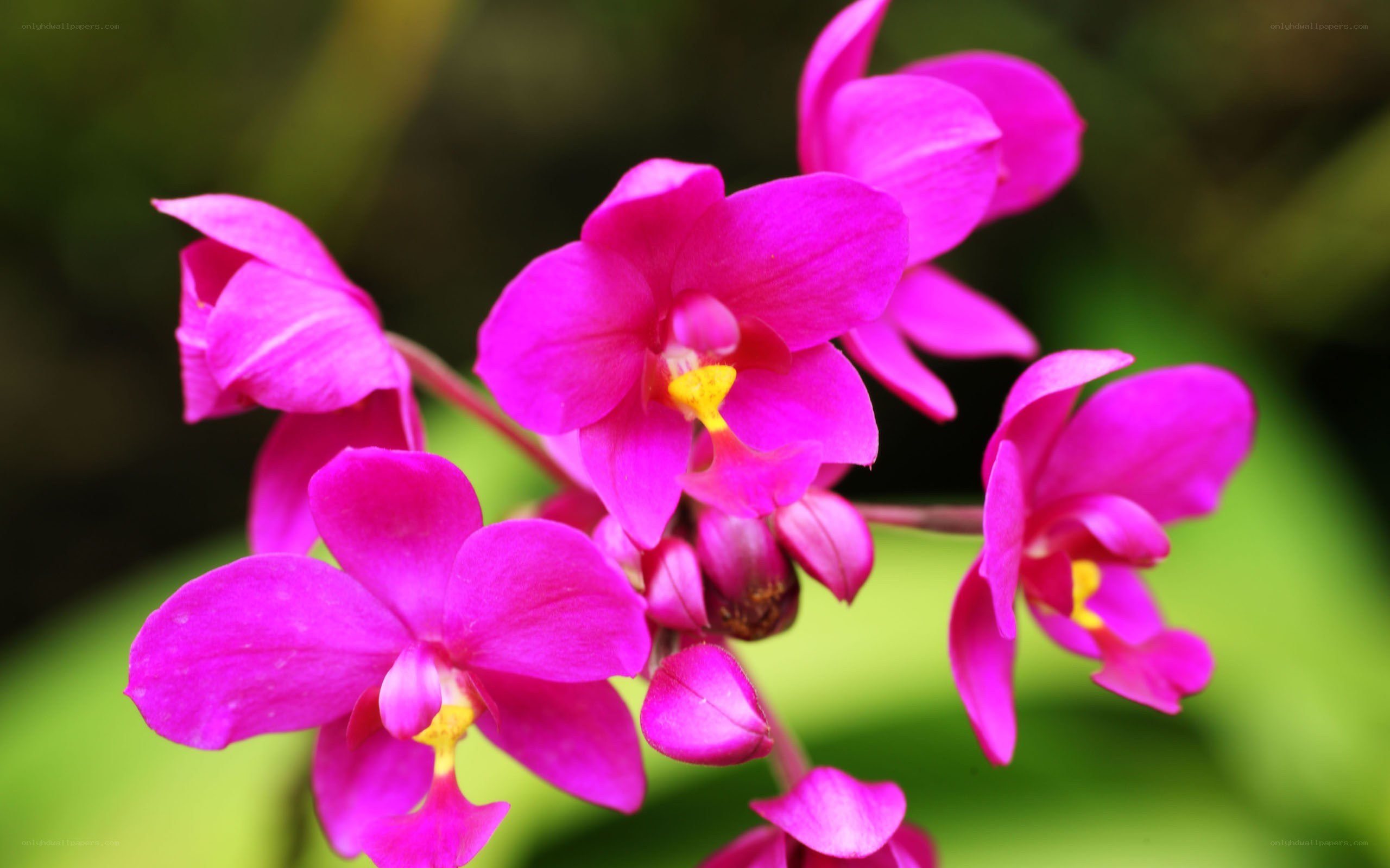 vibrant pink orchid flowers