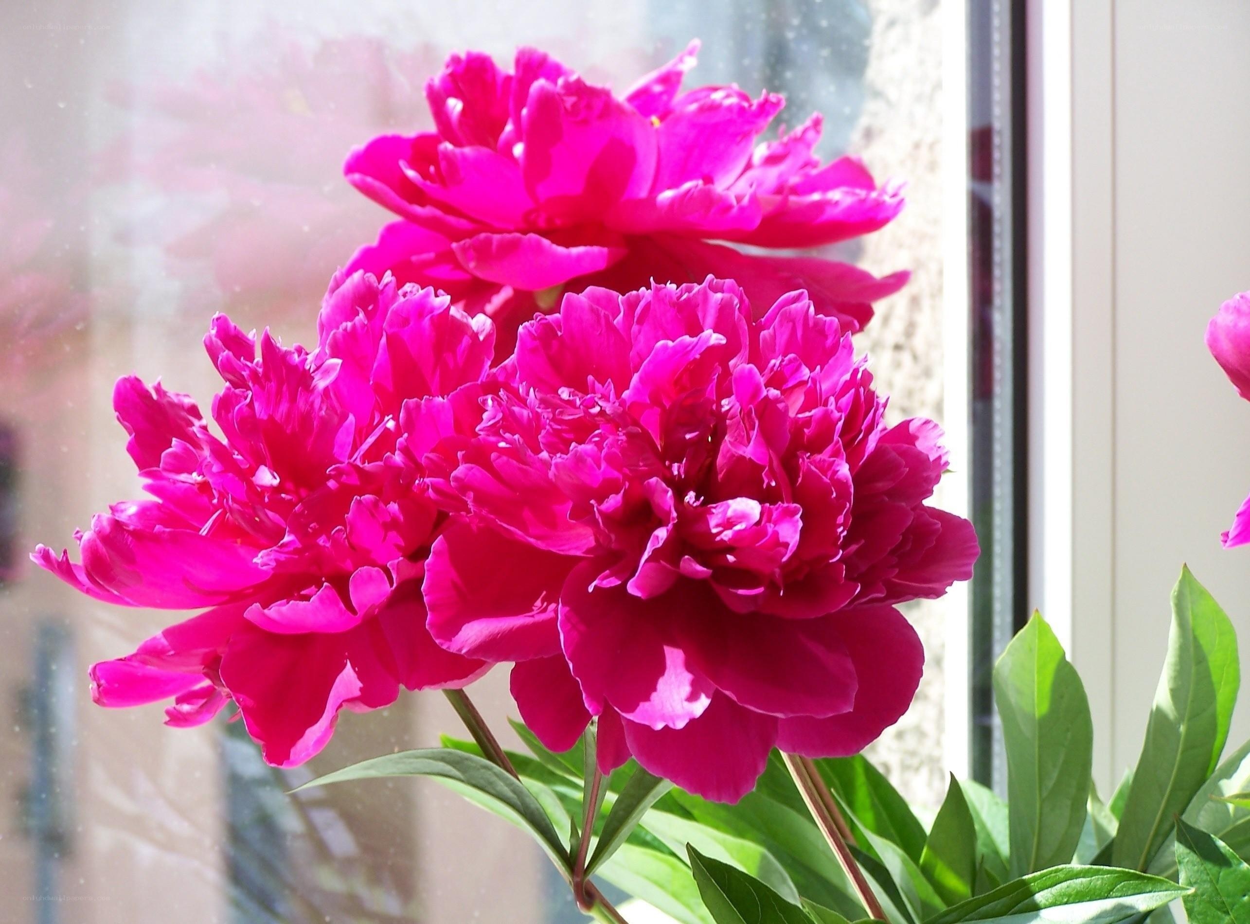 Vibrant pink peonies by window