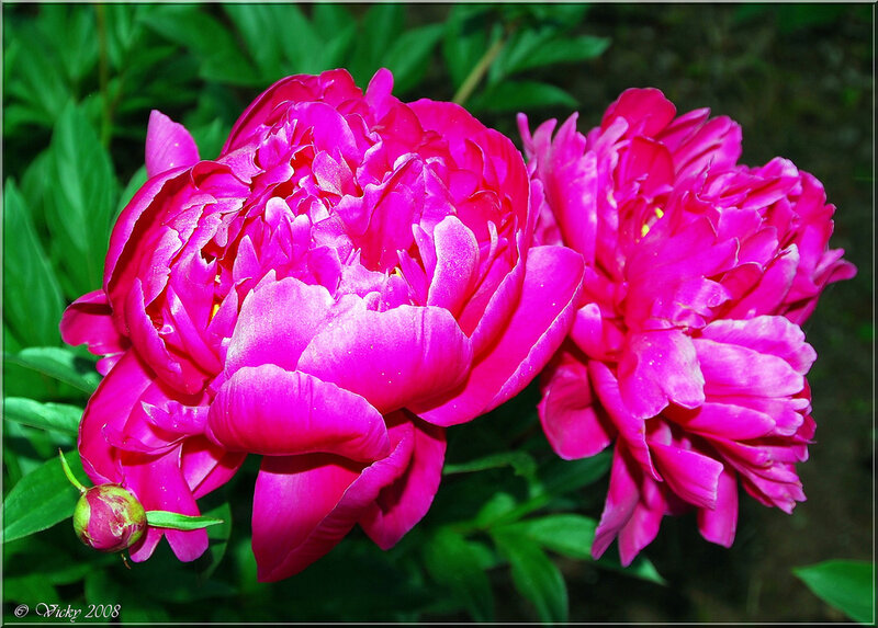 vibrant pink peonies in bloom