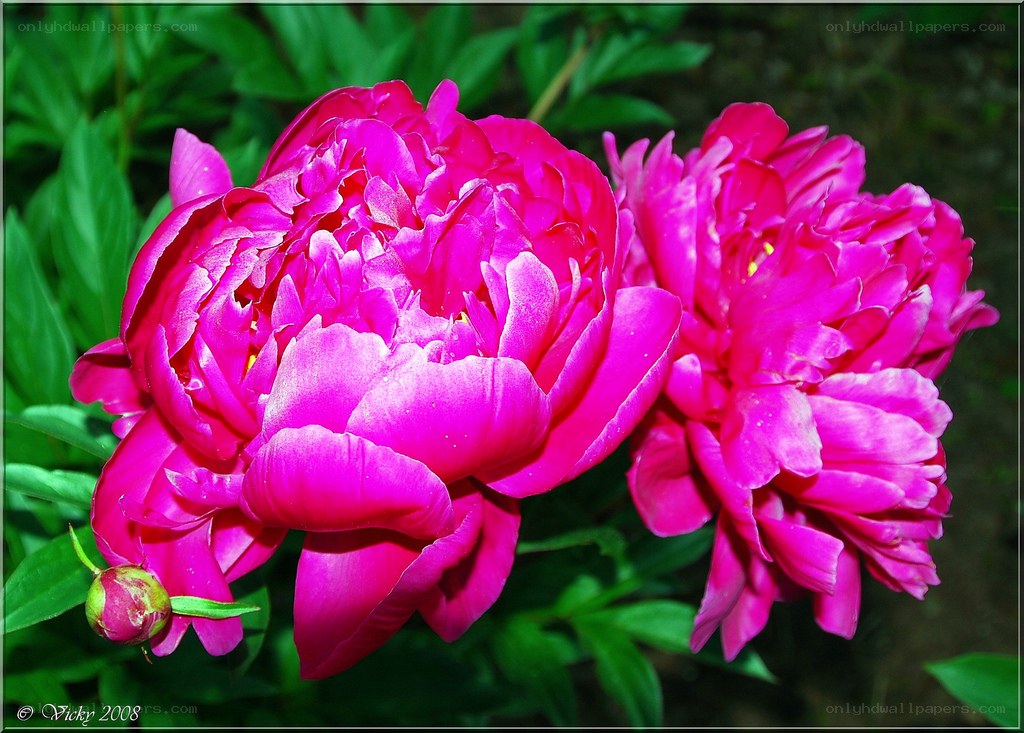 vibrant pink peonies in bloom