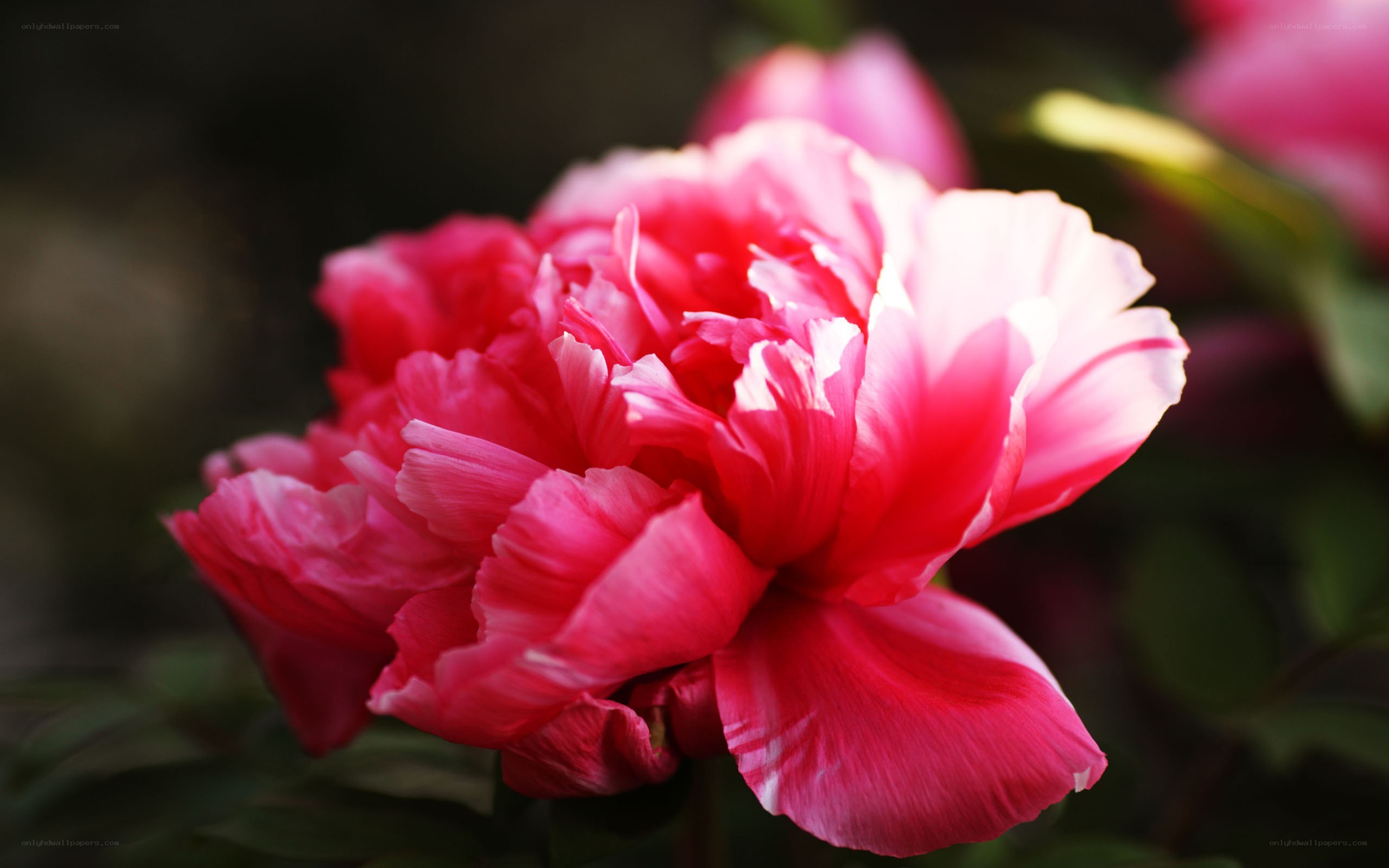 vibrant pink peony flower