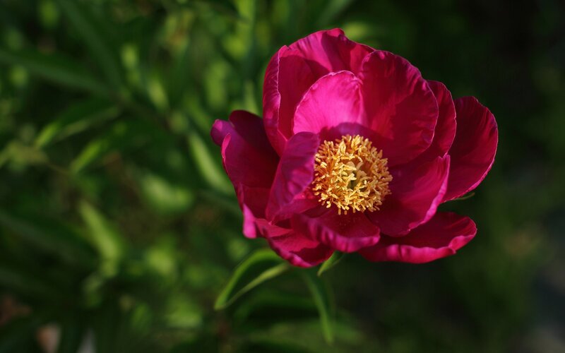 vibrant pink peony flower