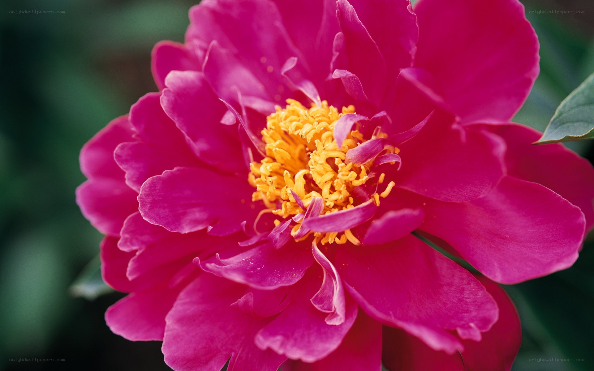 vibrant pink peony flower