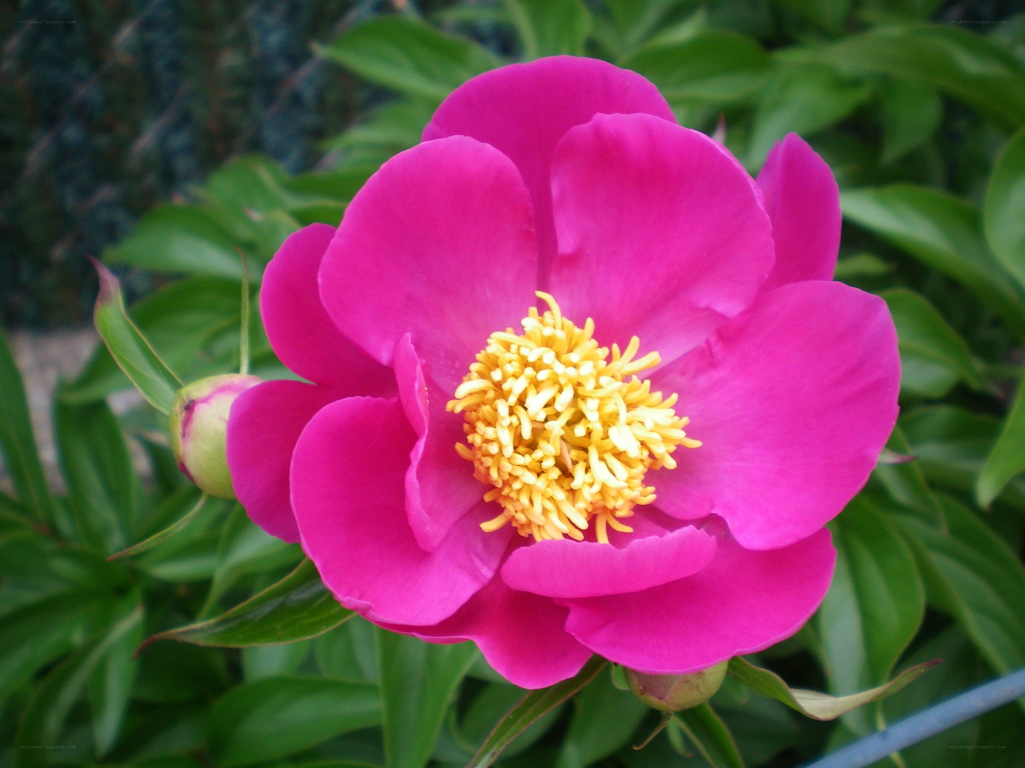 vibrant pink peony flower