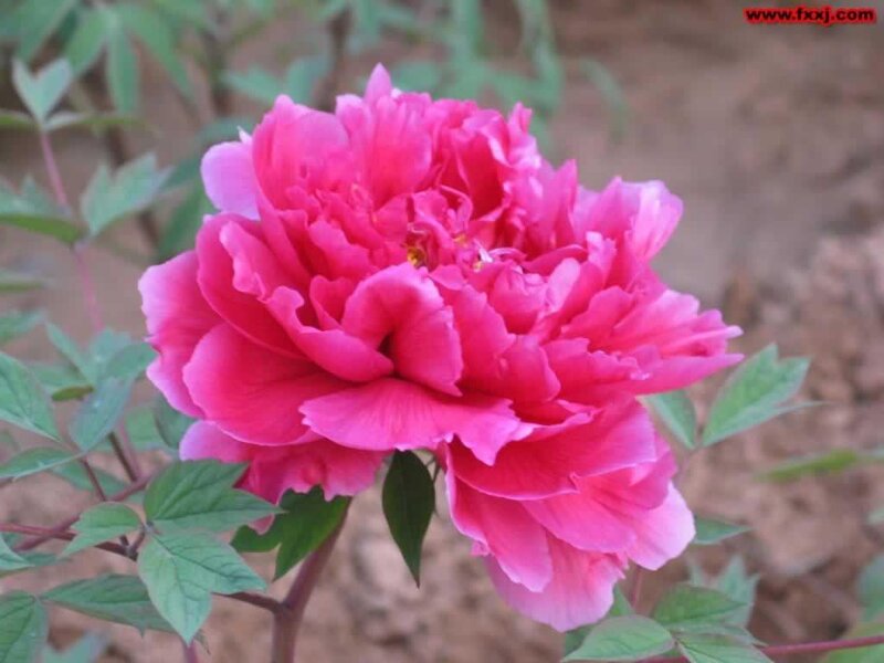 vibrant pink peony flower