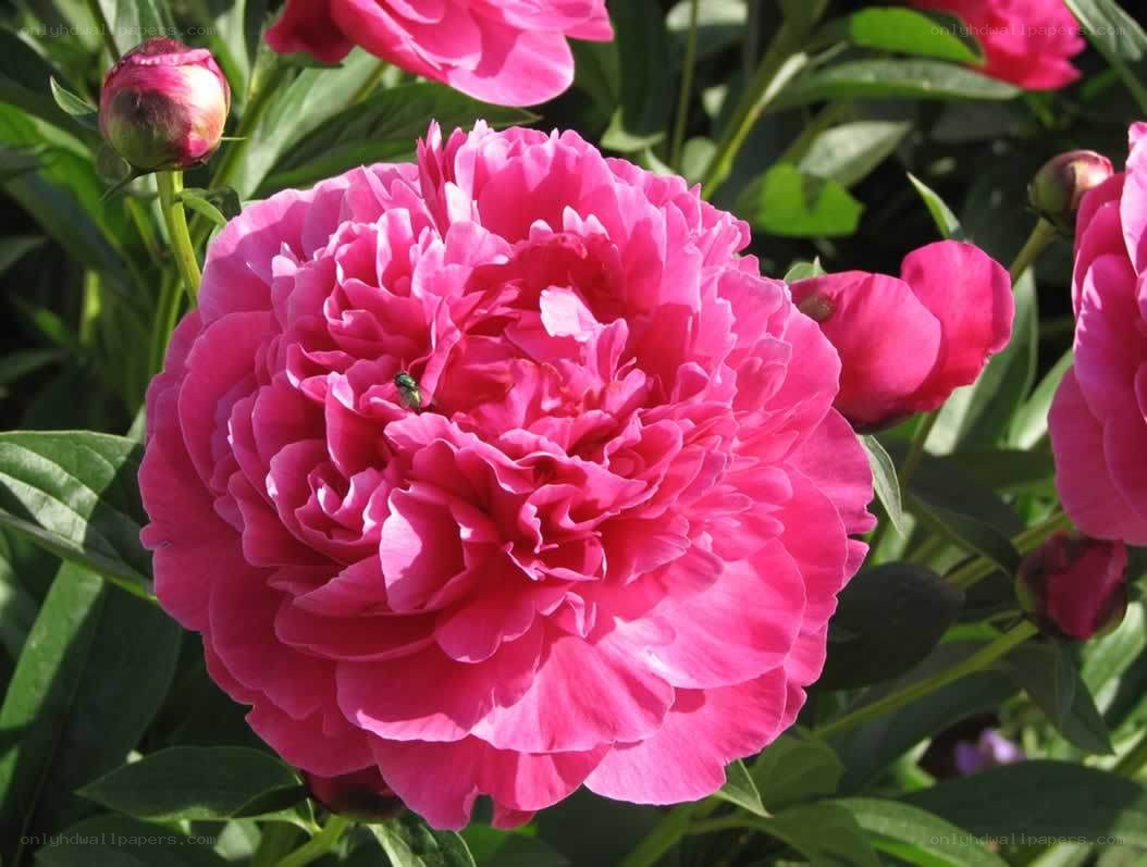 vibrant pink peony in bloom