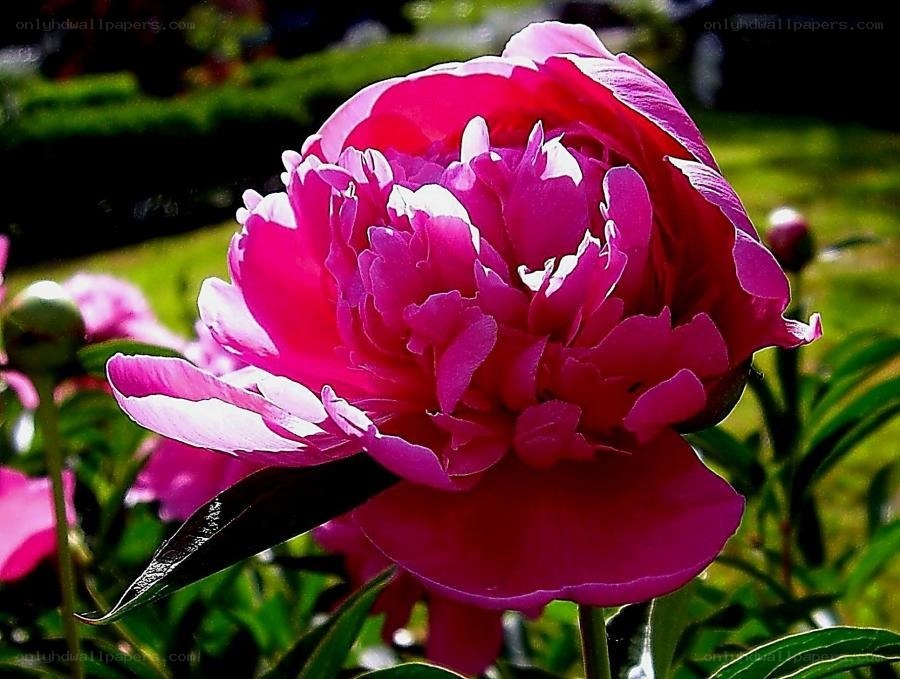 Vibrant pink peony in bloom