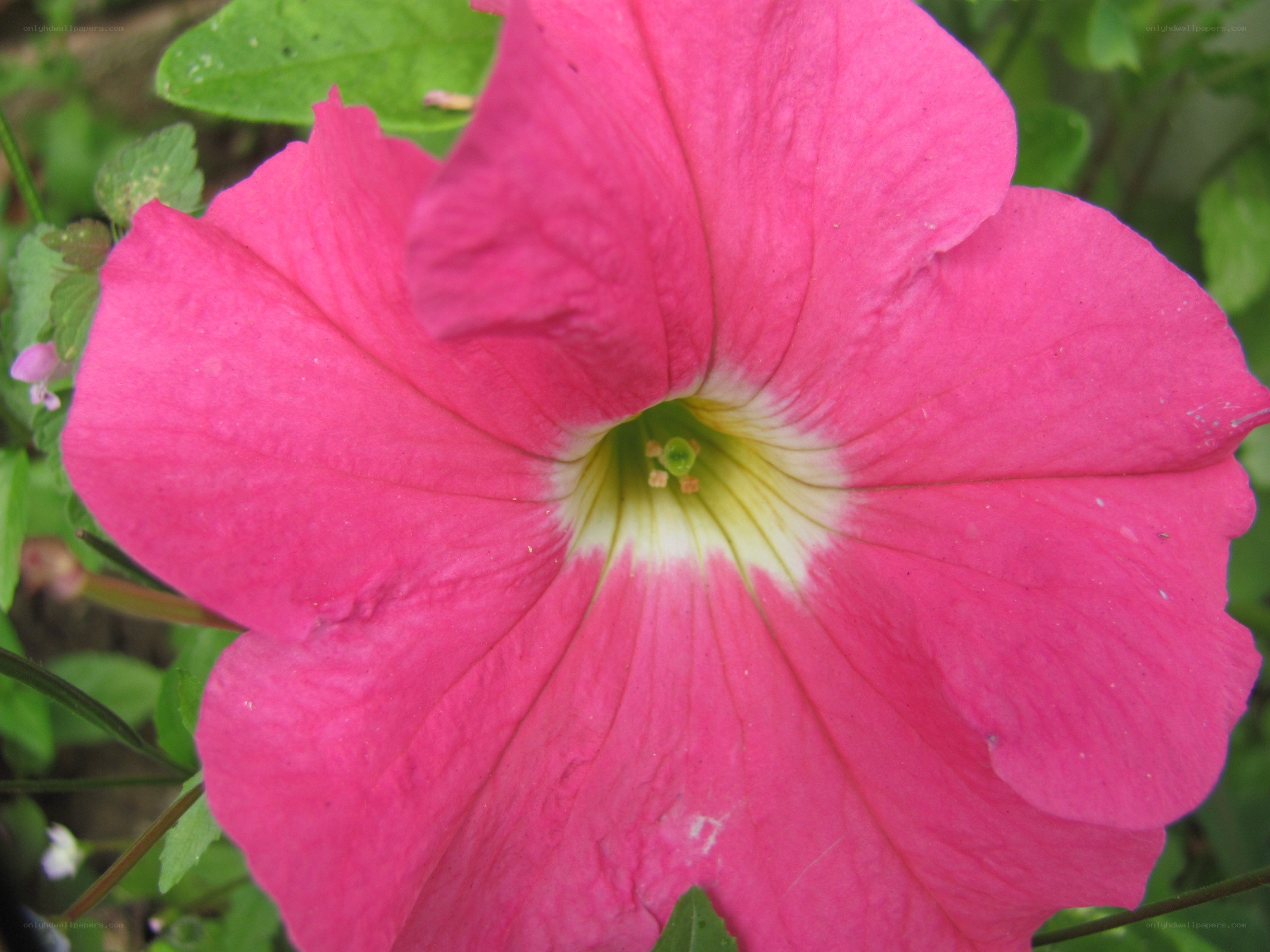 vibrant pink petunia flower