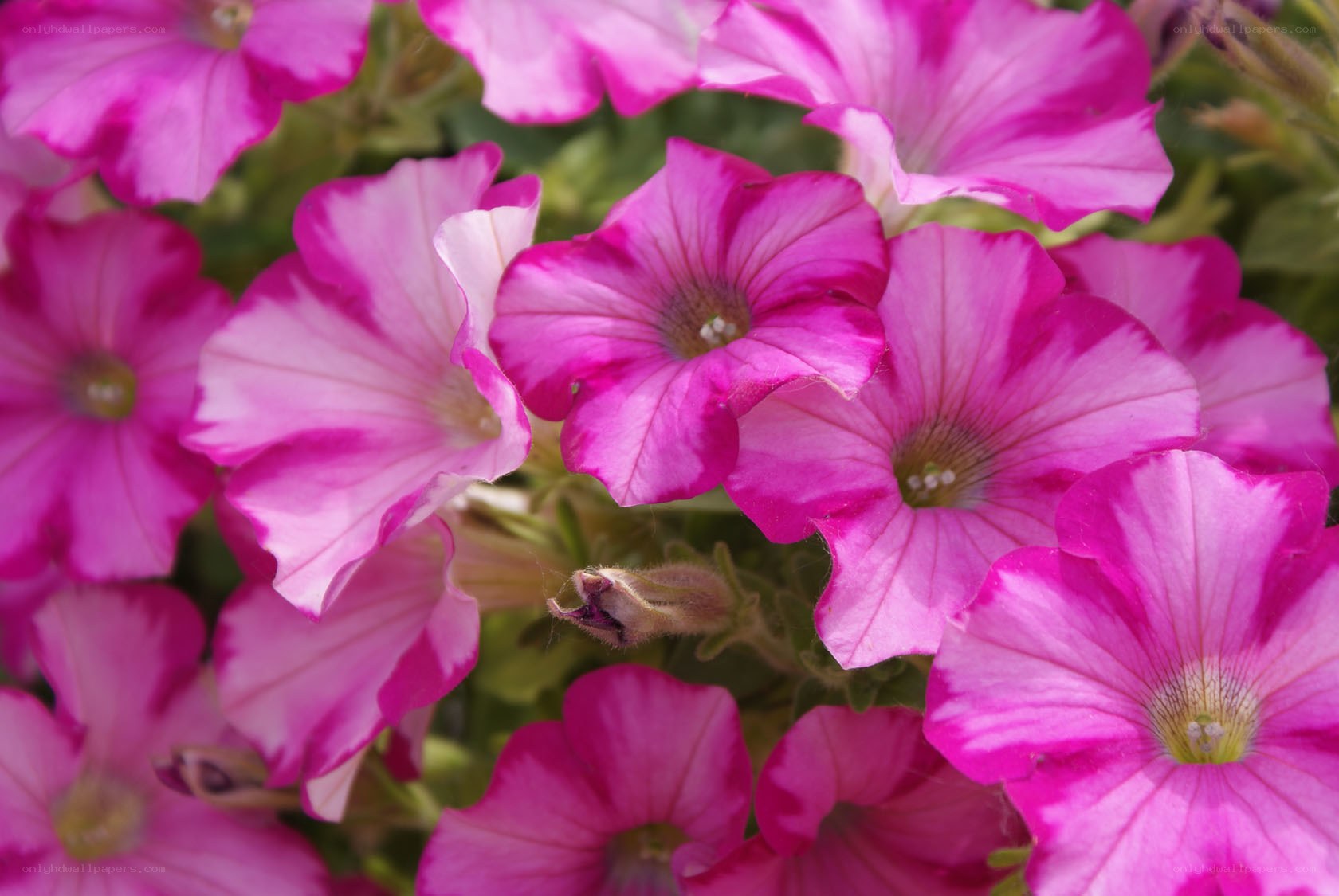 vibrant pink petunia flowers