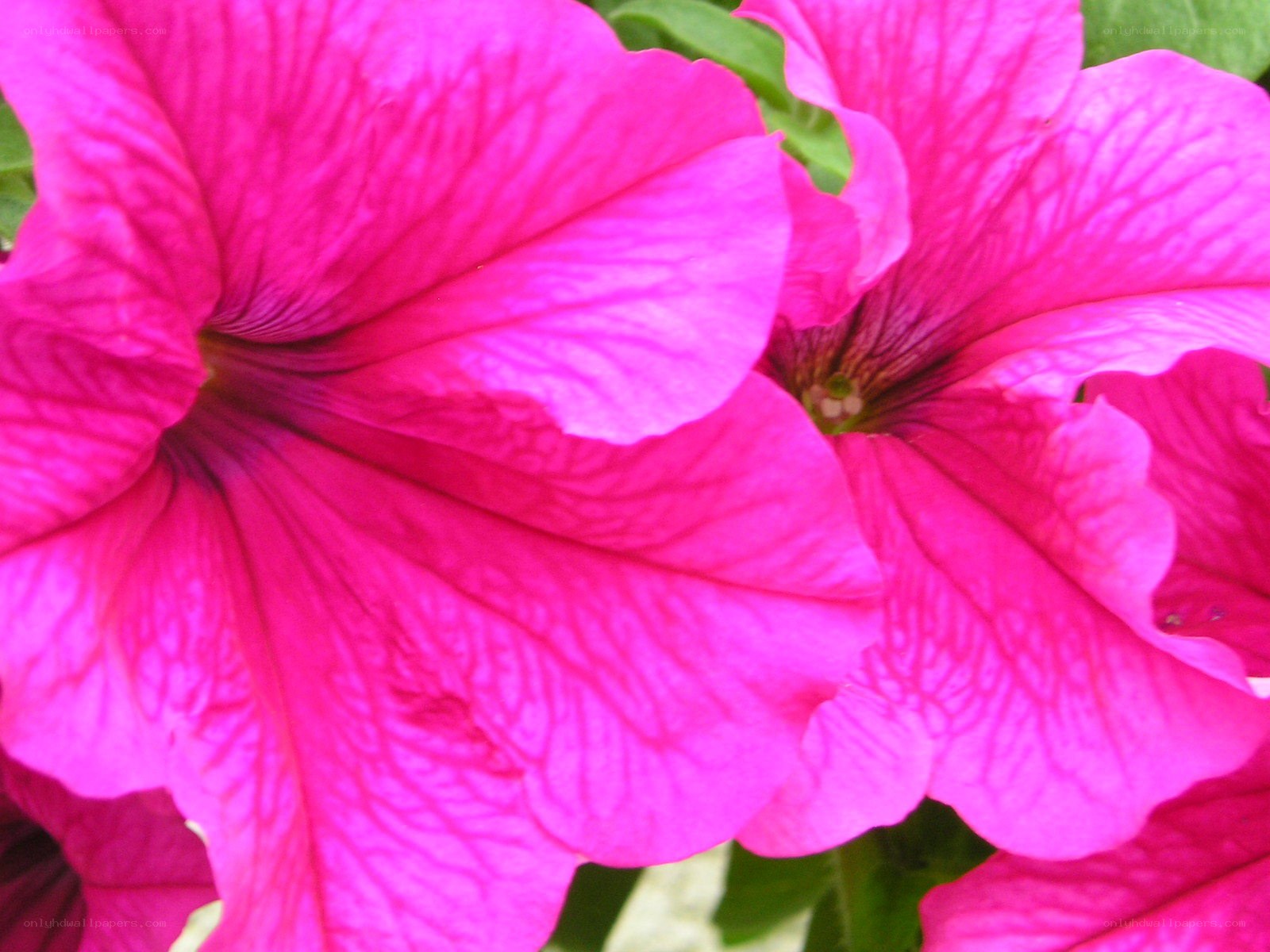 vibrant pink petunia flowers