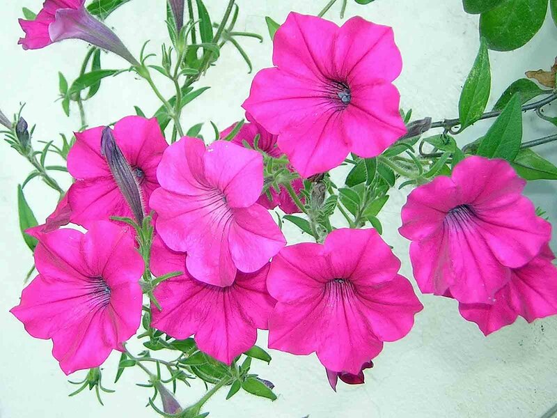 vibrant pink petunia flowers