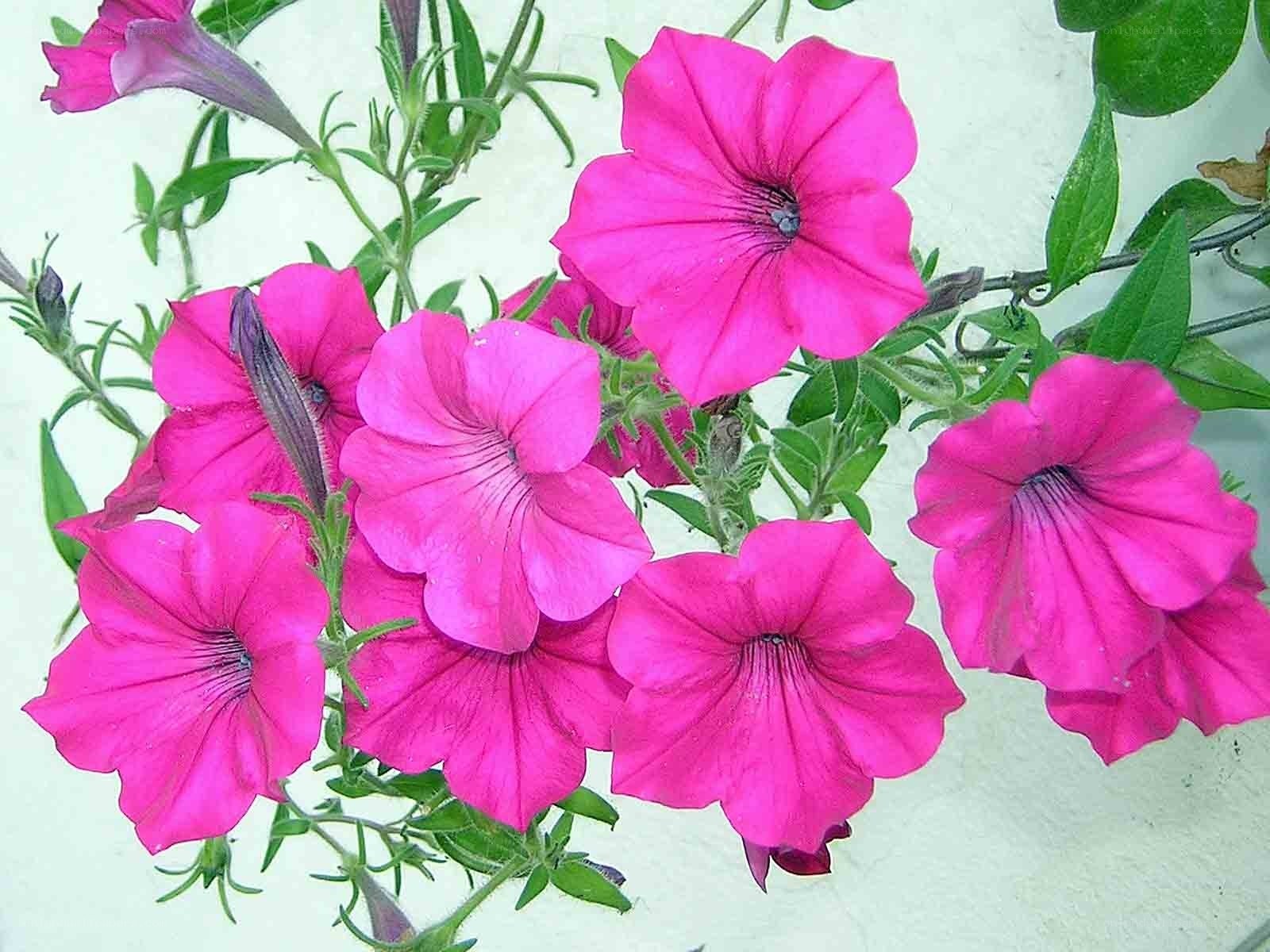 vibrant pink petunia flowers