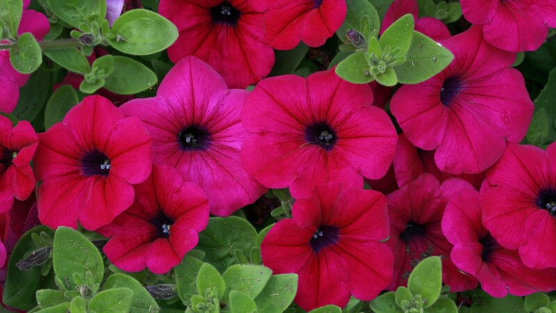 vibrant pink petunias in bloom