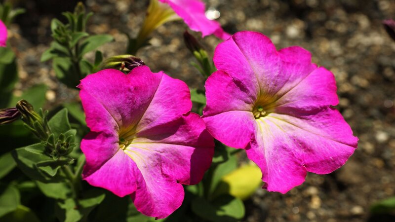 vibrant pink petunias in bloom