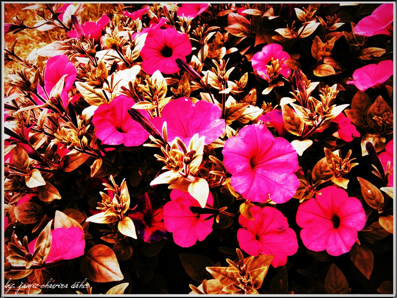 vibrant pink petunias in bloom