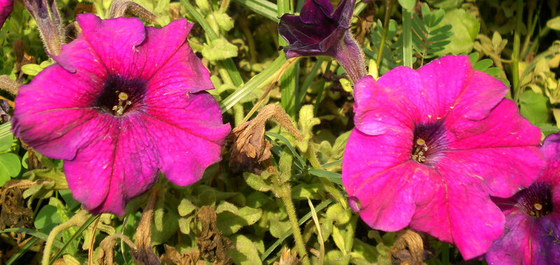 vibrant pink petunias in garden