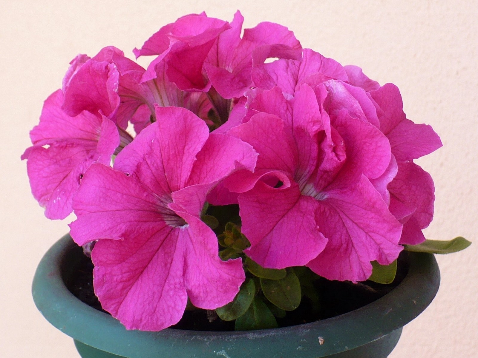 vibrant pink petunias in pot