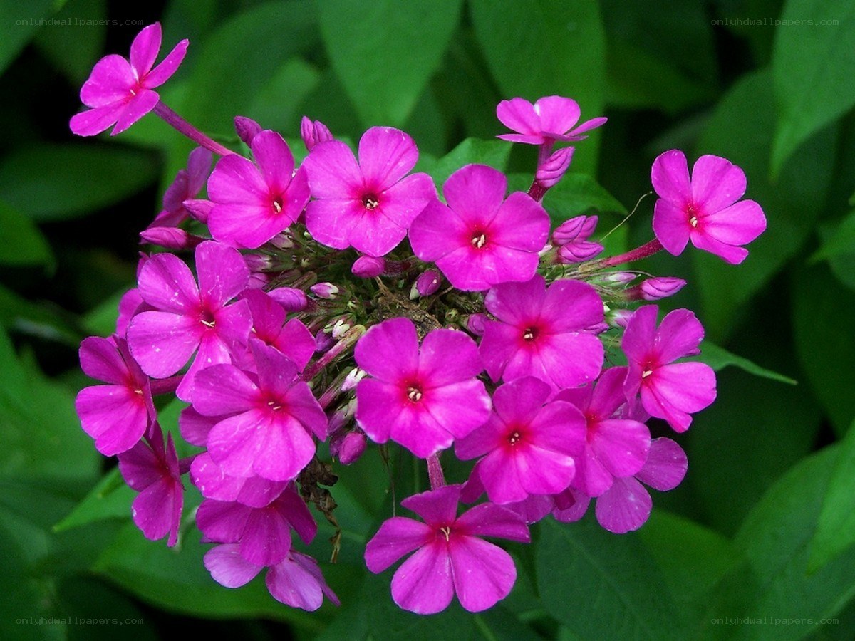vibrant pink phlox flowers